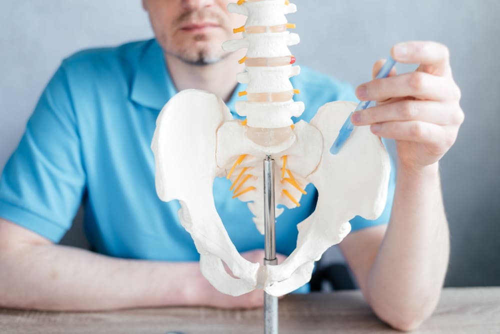 skeleton spine model