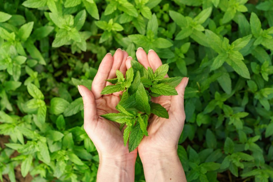 Smelling Mint Out Of Nowhere? 8 Spiritual Meanings